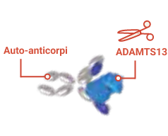 The immune system mistakenly attacks ADAMTS13